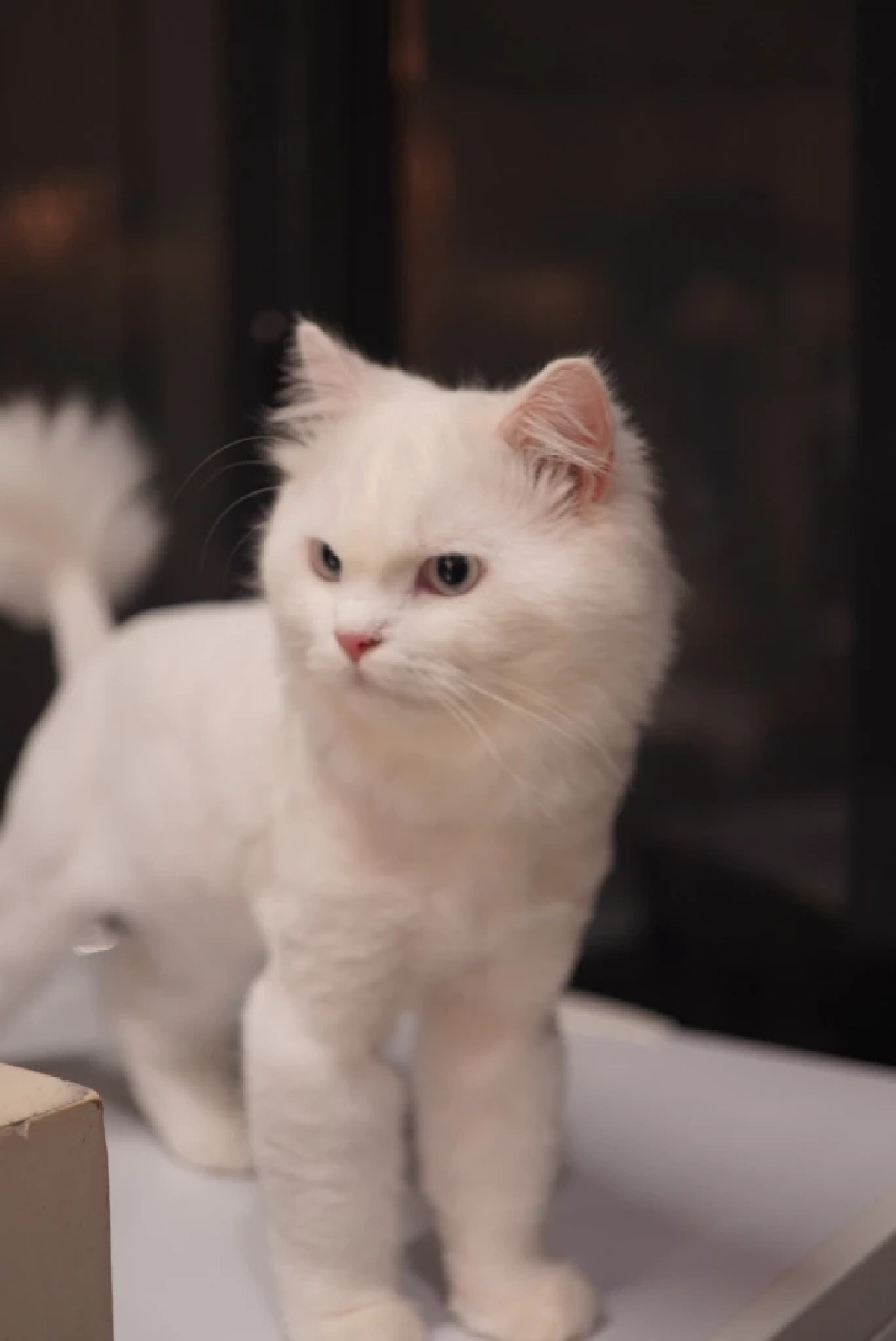 เหมียวไทยทะลุ 4 ล้านตัว ดันธุรกิจสัตว์เลี้ยงสะพัดหมื่นล้าน เมินมีลูก-หันซบลูกรักสี่ขา