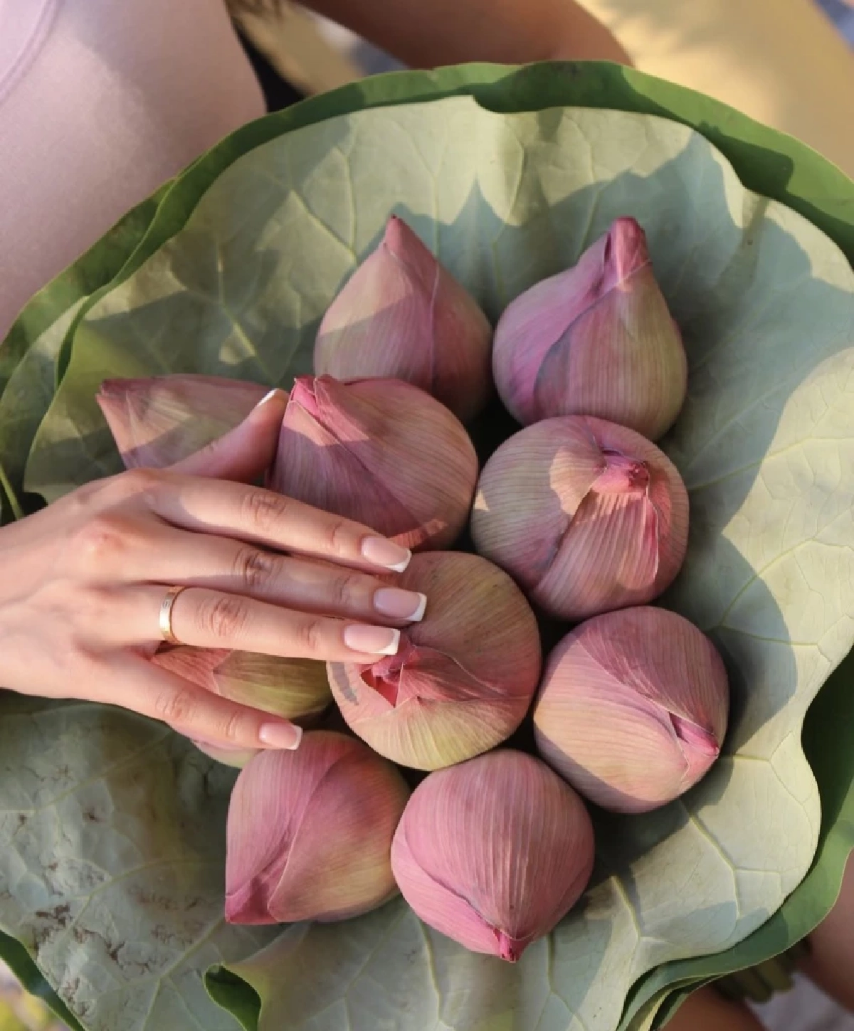 Gen Z ปลุกชีพ "ดอกบัว" สลัดภาพจำหิ้งพระ สู่พร็อพแฟชั่นสุดชิค