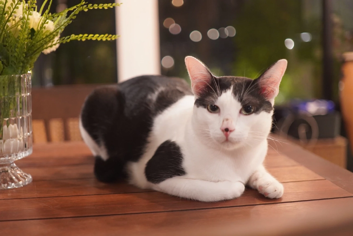 เหมียวไทยทะลุ 4 ล้านตัว ดันธุรกิจสัตว์เลี้ยงสะพัดหมื่นล้าน เมินมีลูก-หันซบลูกรักสี่ขา