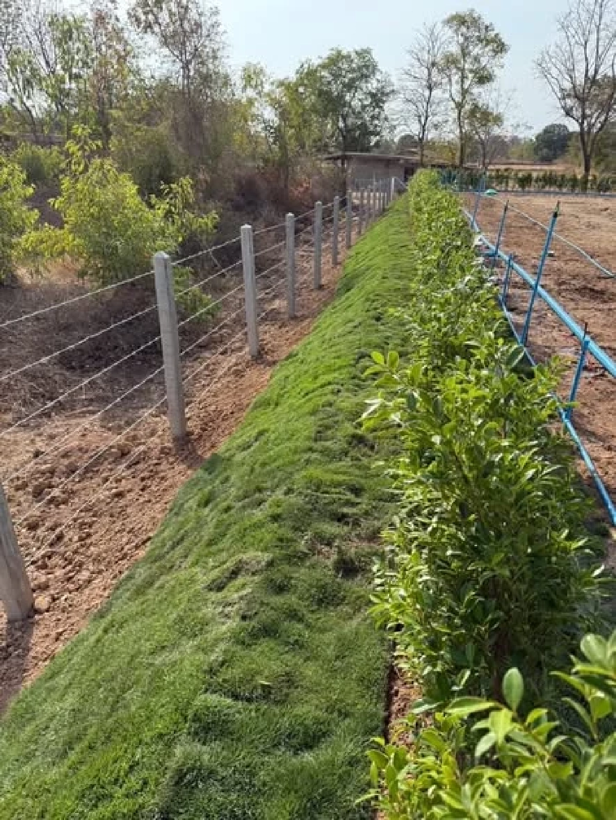 'การ์ดวันพีช' ราคาพุ่ง แลกโฉนดที่ดิน 2 ล้าน? ช็อกวงการนักสะสม!