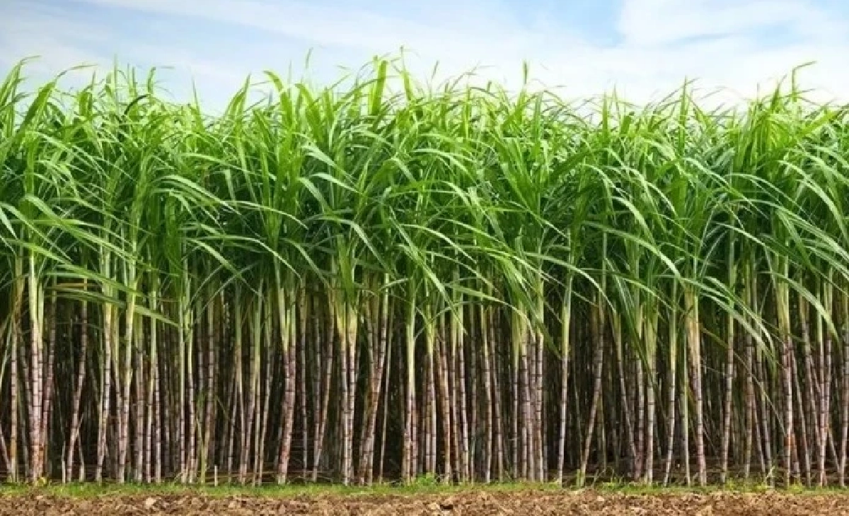 ชาวไร่มัน -ไร่อ้อยหนุนรัฐดัน “เอทานอล” ขึ้นแท่นน้ำมันพื้นฐาน