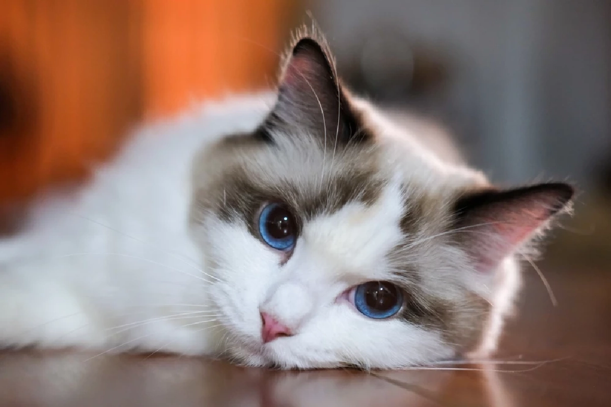 เหมียวไทยทะลุ 4 ล้านตัว ดันธุรกิจสัตว์เลี้ยงสะพัดหมื่นล้าน เมินมีลูก-หันซบลูกรักสี่ขา