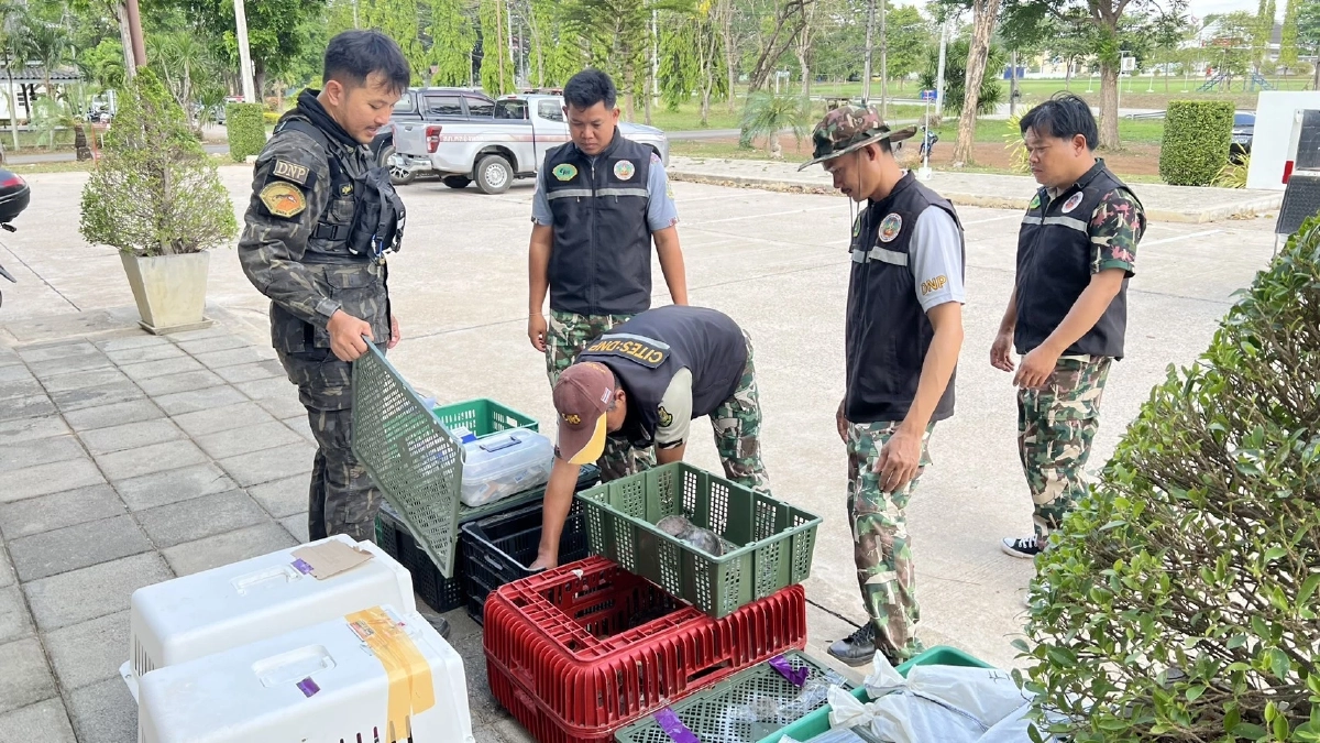 สบอ.1 ช่วยสัตว์ป่า 366 ชีวิต ถูกทิ้งกลางป่าอ้อย คลองหาด จ.สระแก้ว