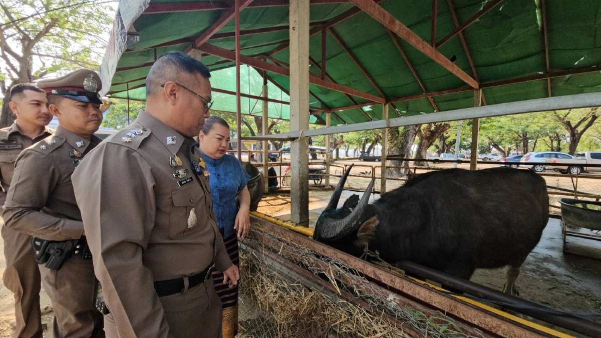 ตำรวจ สภ.สันทราย ร่วมประกอบพิธี ไถ่ชีวิต "เจ้าบุญรอด" หวิดโดนชำแหละ