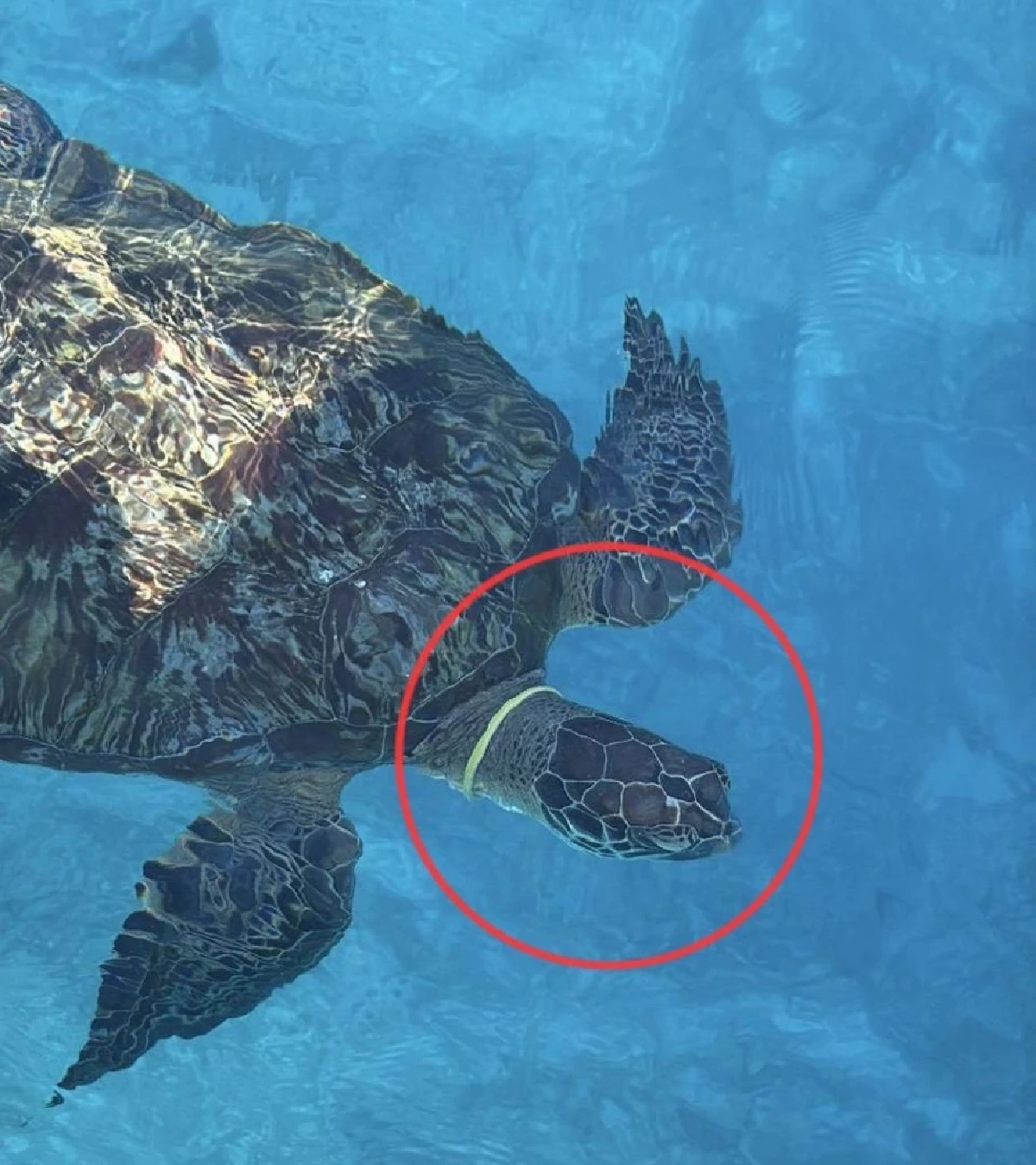 ทช. ดึงเทคโนโลยี LineOA “SeaSight” หนุนพลังพลเมืองมีส่วนร่วมแก้ปัญหาขยะทะเล