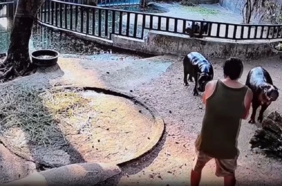 "หมูเด้ง" ตื่นตกใจ เจอหนุ่มพิเรนทร์โดดลงบ่อ หวังเซลฟี่ใกล้ชิด ล่าสุดสวนสัตว์ฯชี้แจง