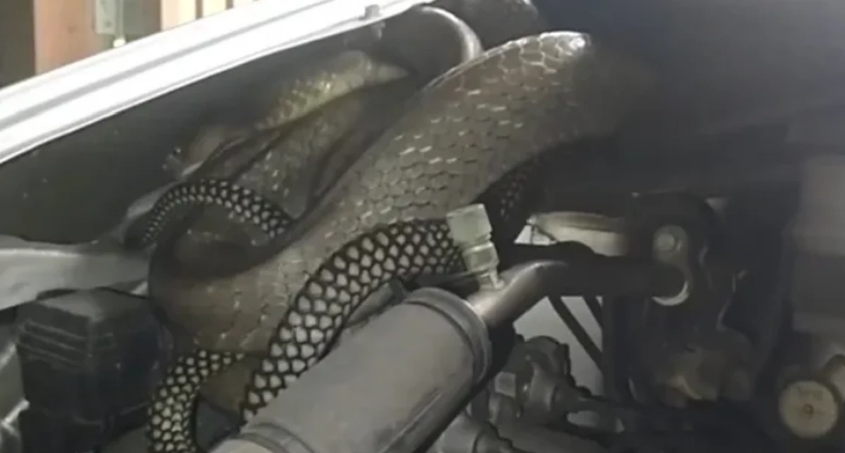 เลขทะเบียน 'งูจงอางยักษ์' ขดซุกห้องเครื่อง ลุ้นเลขเด็ด 16/03/69