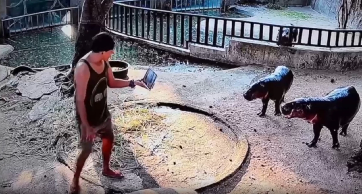 "หมูเด้ง" ตื่นตกใจ เจอหนุ่มพิเรนทร์โดดลงบ่อ หวังเซลฟี่ใกล้ชิด ล่าสุดสวนสัตว์ฯชี้แจง