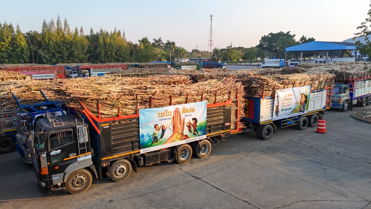 อานิสงส์ “นะโม ตัดสด”! ผลลัพธ์แห่งความร่วมมือ  กลุ่มมิตรผล ชาวไร่อ้อย และทุกภาคส่วน ร่วมใจตัดอ้อยสดตลอดฤดูหีบ  เสริมรายได้ สร้างพลังงานสะอาด รักษ์สิ่งแวดล้อม