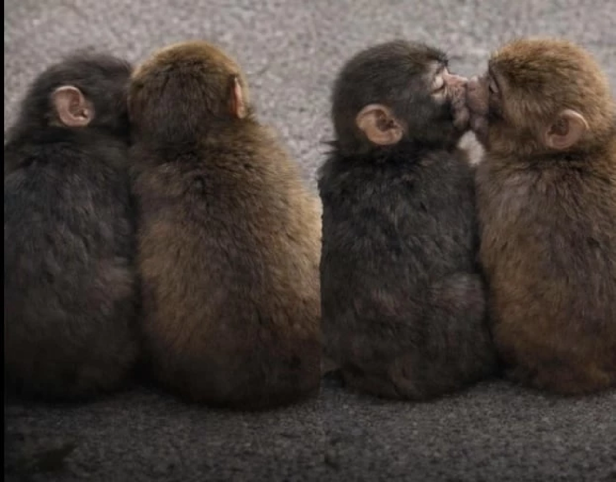 "พันช์คุง" เปิดตัวสาวข้างกาย "โมโมะจัง" พร้อมภาพหวาน "จุ๊บ" กัน