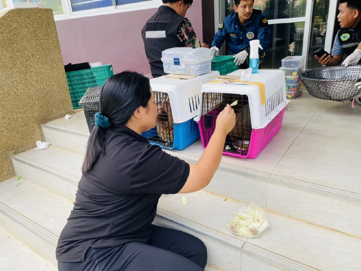 สบอ.1 ช่วยสัตว์ป่า 366 ชีวิต ถูกทิ้งกลางป่าอ้อย คลองหาด จ.สระแก้ว