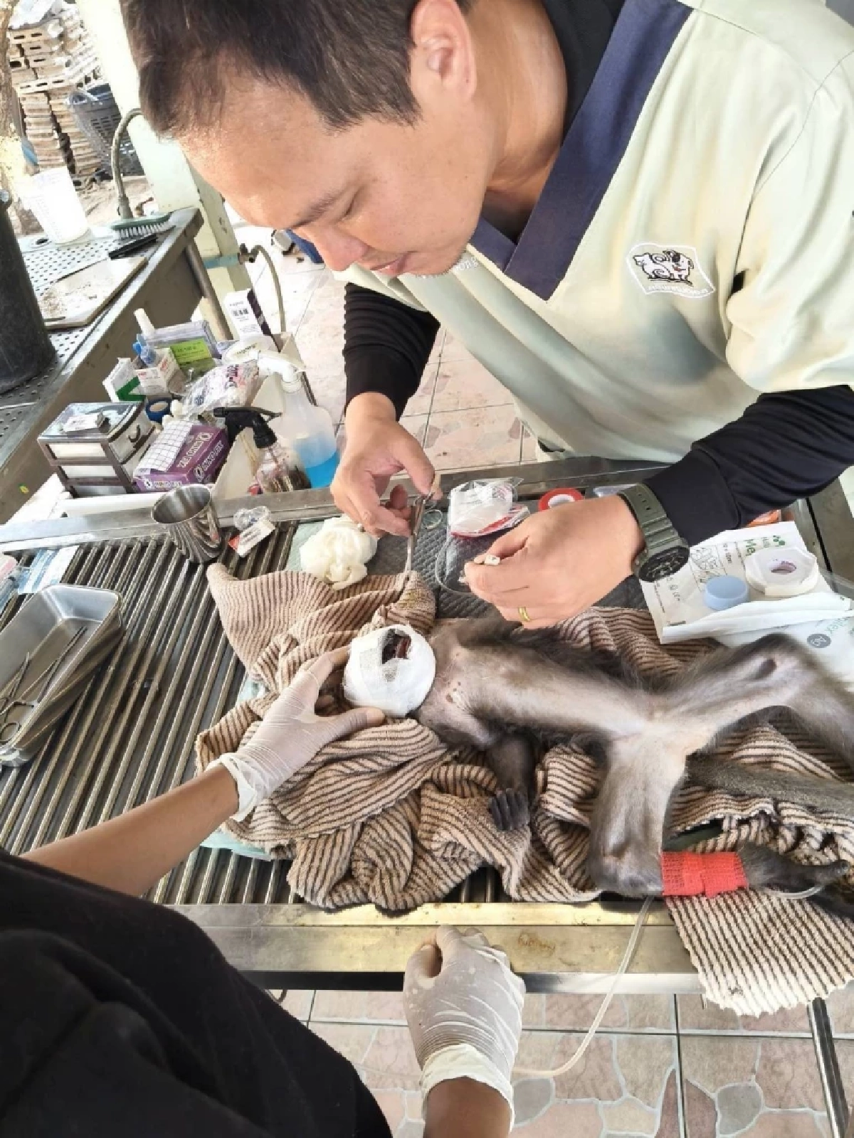 อาการล่าสุด "ค่างแว่นถิ่นใต้" ถูกไฟฟ้าช็อต สัตวแพทย์ดูแลใกล้ชิด