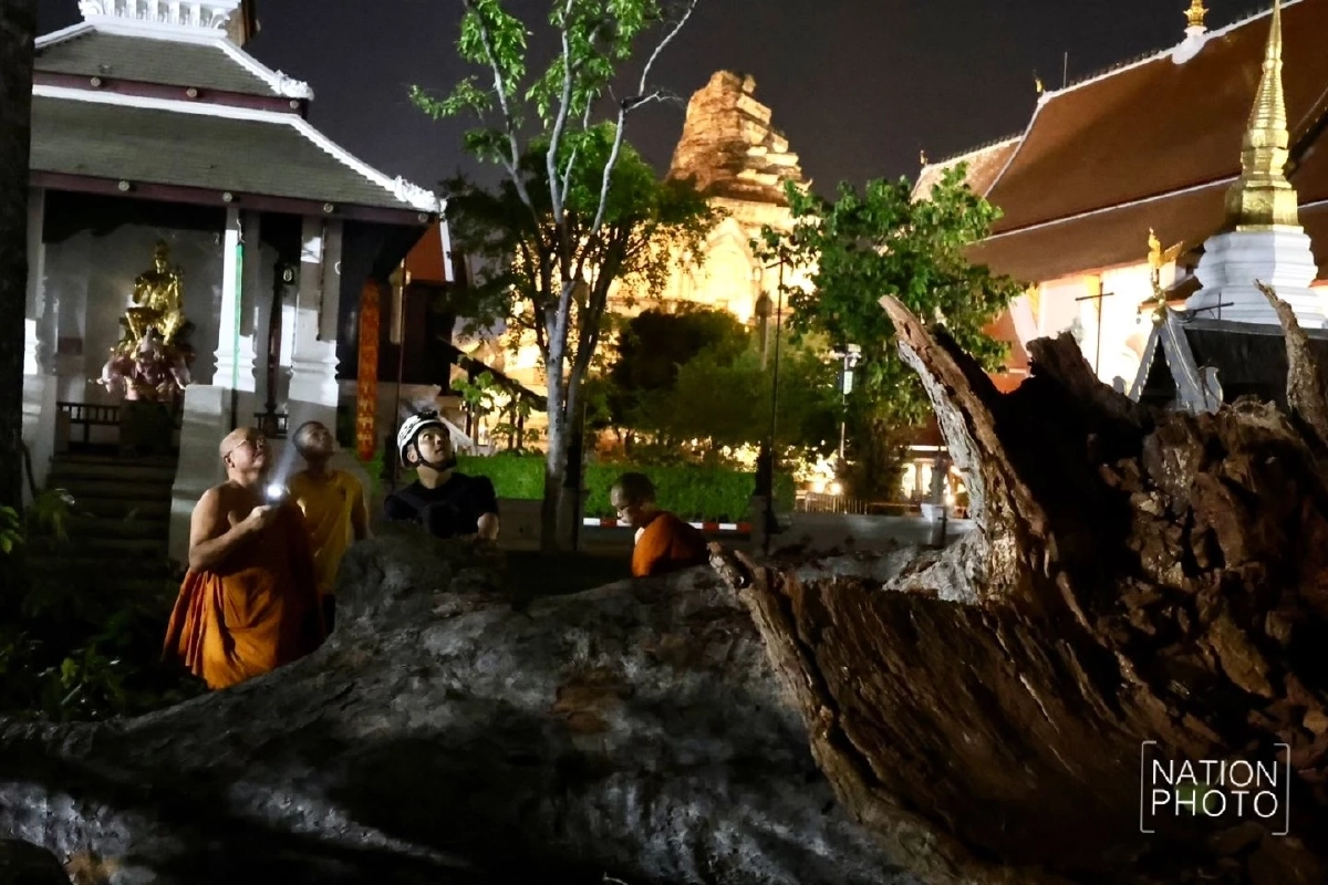 เจ้าอาวาสวัดเจดีย์หลวงฯ ยันกิ่งยางนาหักไม่ใช่ลางร้าย