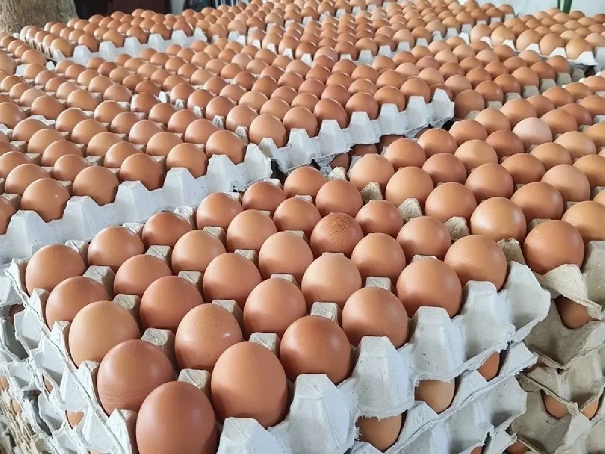 ร้อน-สงคราม “หมู-ไก่-ไข่” ทุนพุ่ง กรมการค้าฯ ตรึงราคาช่วยผู้บริโภค