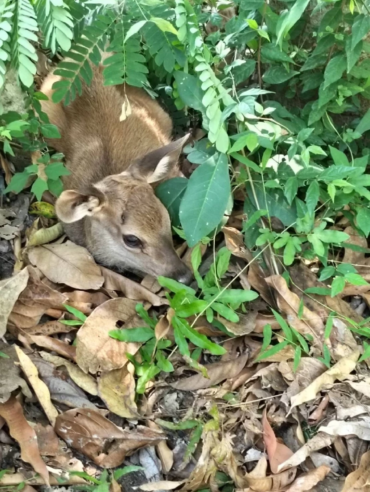 เจ้าหน้าที่ ขสป.แม่น้ำภาชี ช่วยลูกกวาง วัย 2 สัปดาห์ รอดชีวิตจากไฟป่า