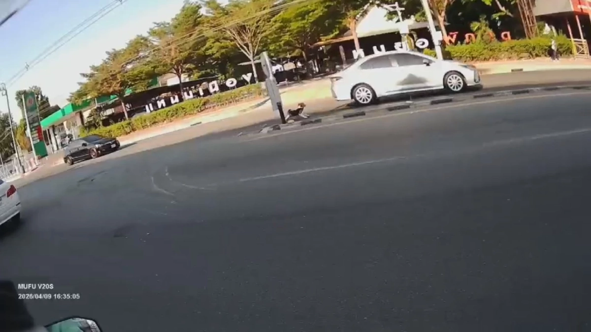 นาทีชีวิต! บีเกิ้ลวิ่งกลางถนน 5 เลน ตัดหน้าเก๋ง หวิดดับ ไรเดอร์ใจดีเปิดไฟฉุกเฉินช่วย 