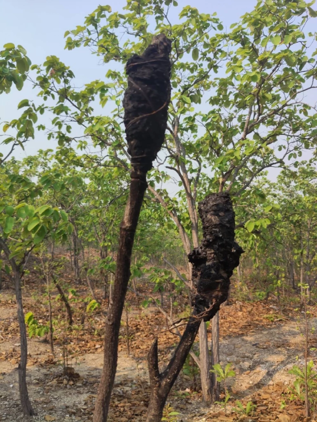 ชัดเจน! ฝีมือมนุษย์วางเพลิงเผาป่า พบคบเพลิงประดิษฐ์กลางป่าจอมทอง