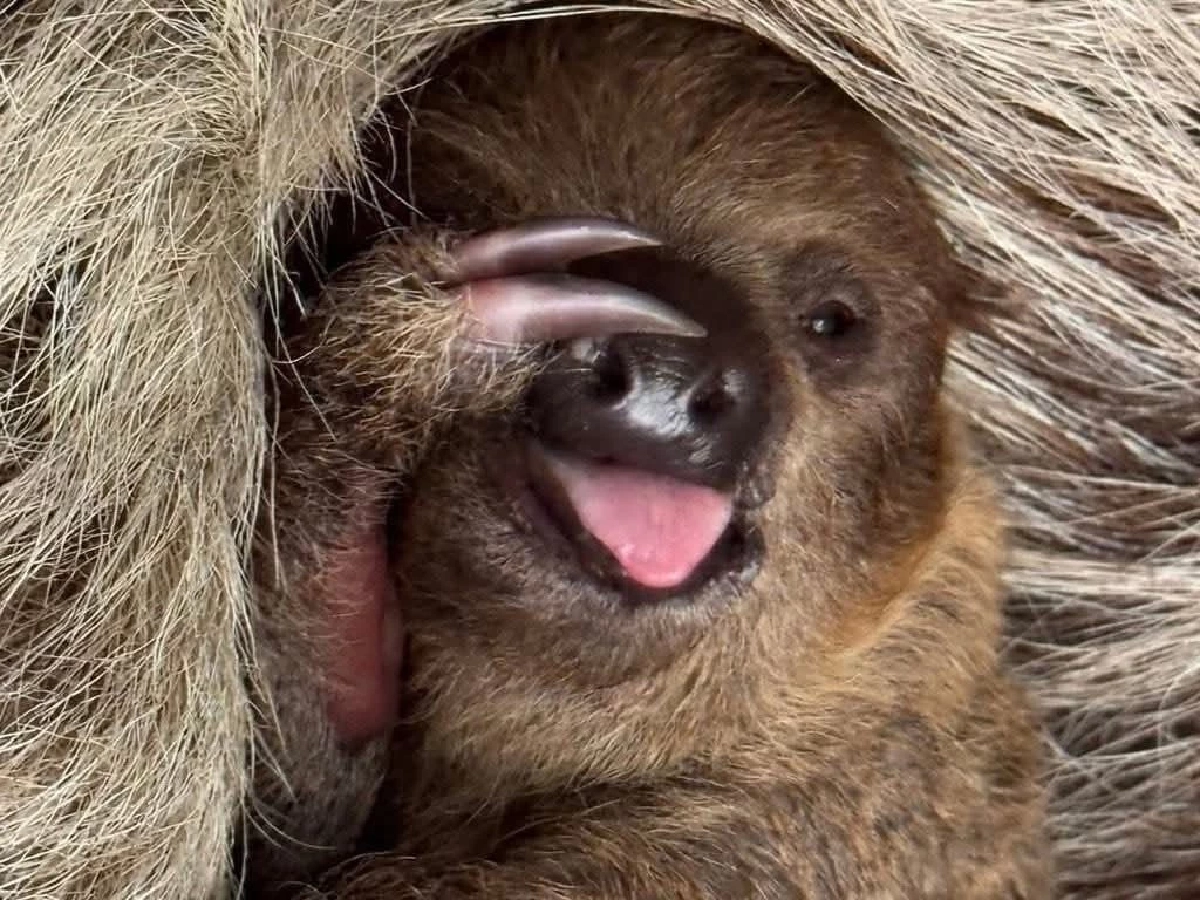 งานนี้มีรางวัล! สวนสัตว์เปิดเขาเขียว ชวนโหวตชื่อ “ลูกสล็อต”