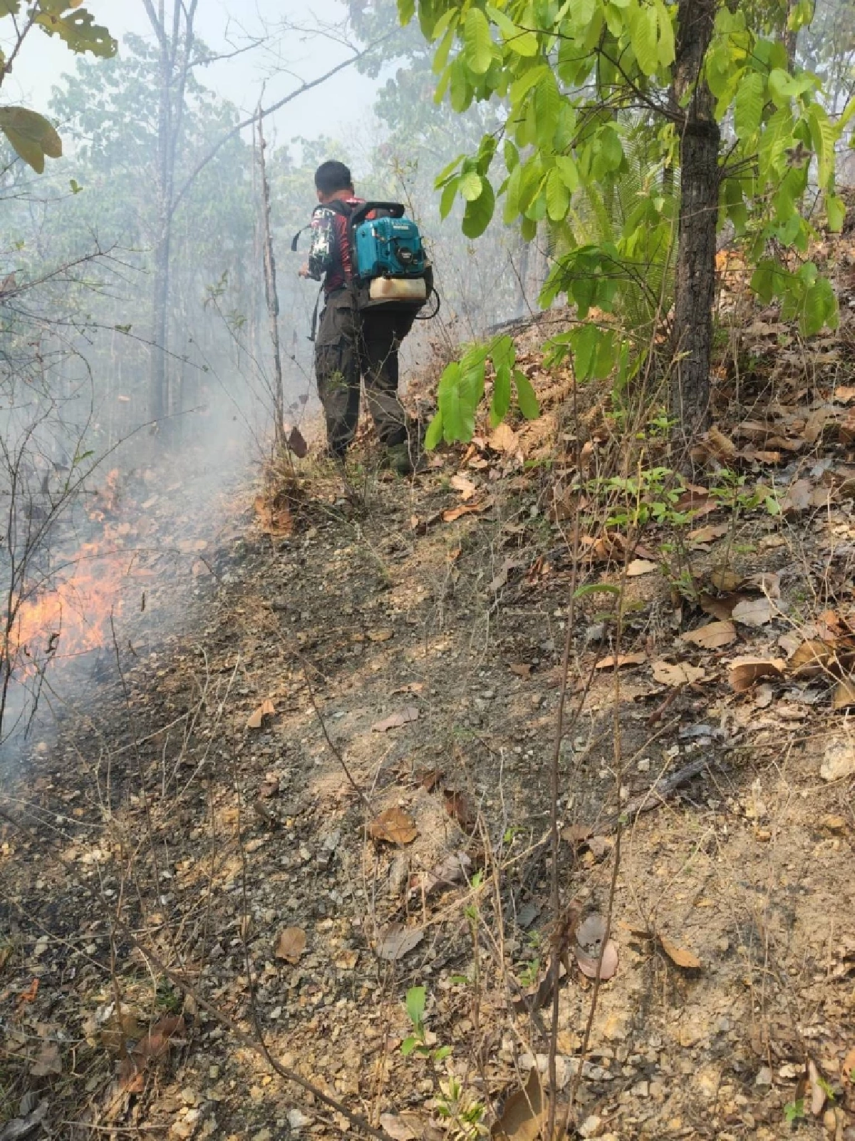 ชัดเจน! ฝีมือมนุษย์วางเพลิงเผาป่า พบคบเพลิงประดิษฐ์กลางป่าจอมทอง