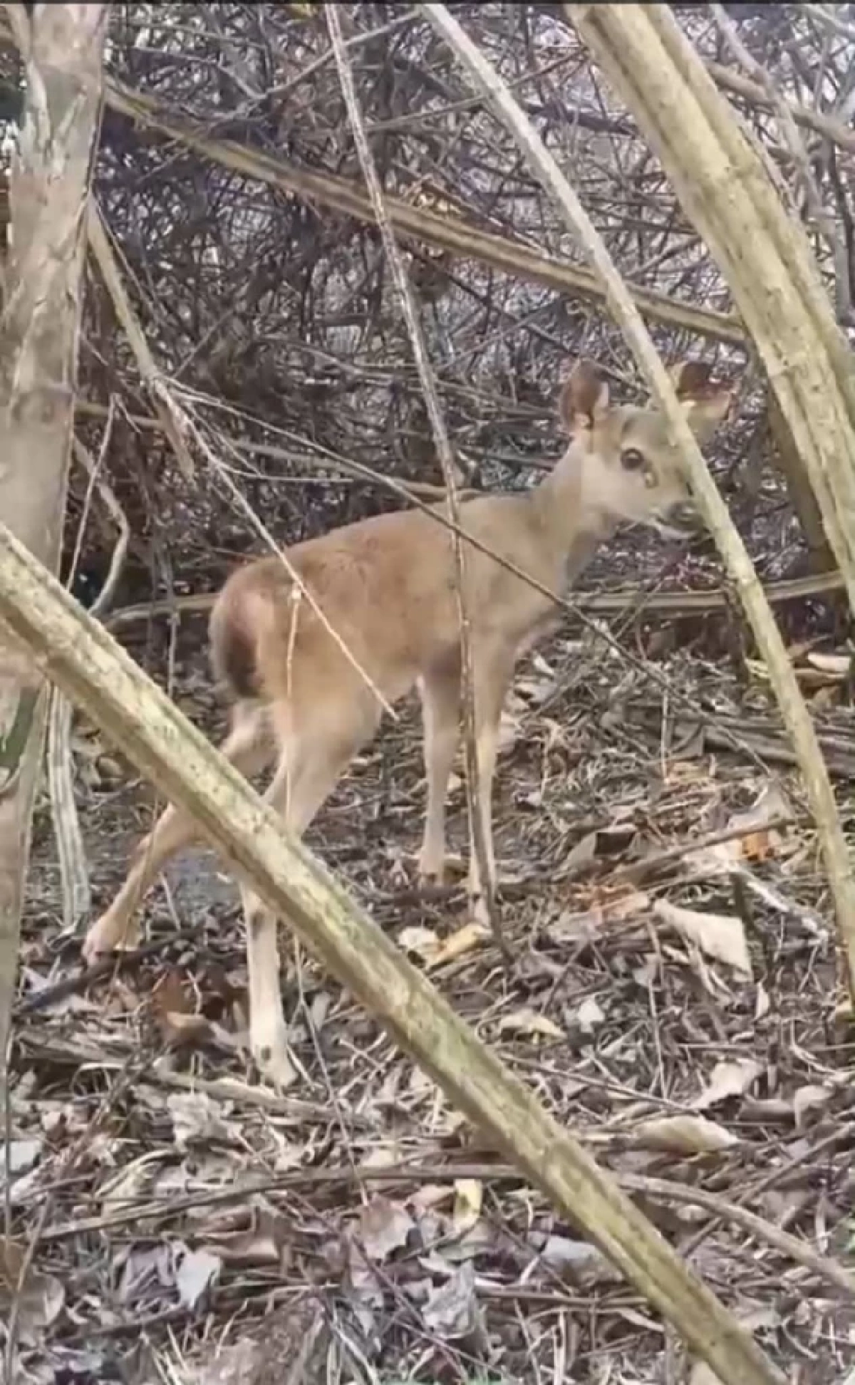 เจ้าหน้าที่ ขสป.แม่น้ำภาชี ช่วยลูกกวาง วัย 2 สัปดาห์ รอดชีวิตจากไฟป่า