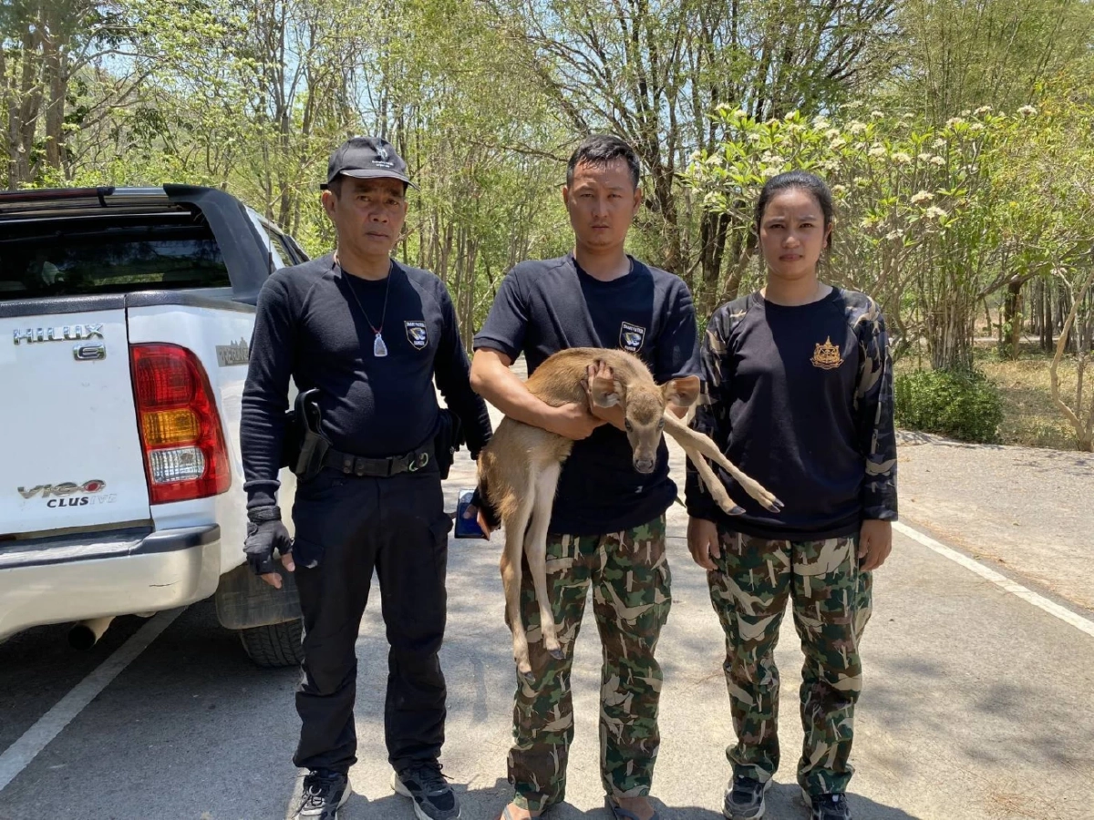 เจ้าหน้าที่ ขสป.แม่น้ำภาชี ช่วยลูกกวาง วัย 2 สัปดาห์ รอดชีวิตจากไฟป่า