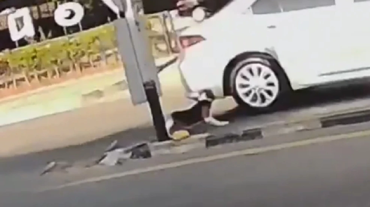 นาทีชีวิต! บีเกิ้ลวิ่งกลางถนน 5 เลน ตัดหน้าเก๋ง หวิดดับ ไรเดอร์ใจดีเปิดไฟฉุกเฉินช่วย 