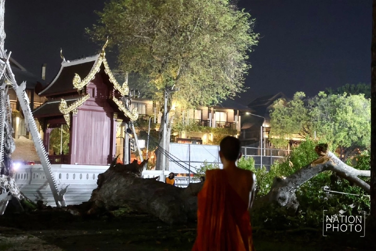 เจ้าอาวาสวัดเจดีย์หลวงฯ ยันกิ่งยางนาหักไม่ใช่ลางร้าย