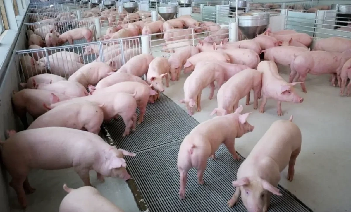 ร้อน-สงคราม “หมู-ไก่-ไข่” ทุนพุ่ง กรมการค้าฯ ตรึงราคาช่วยผู้บริโภค