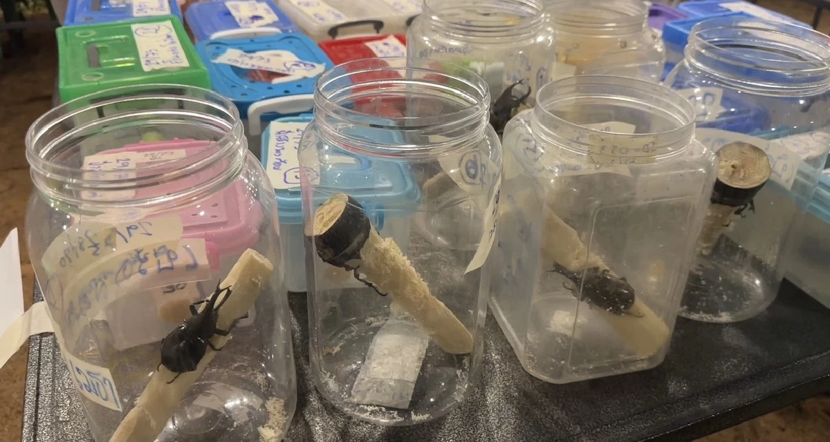 ทำความรู้จัก! กีฬาพื้นบ้านแข่งชน "ด้วงกว่าง" ราคาพุ่งหลักหมื่น