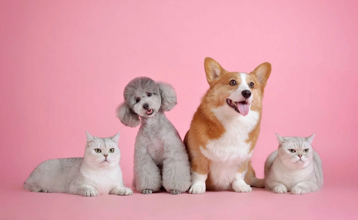 สหรัฐฯ สั่งสอบนักบิน ดัดนิสัยขี้เล่นส่งเสียง "เมี๊ยว-โฮ่ง"  ป่วนหอบังคับการบิน