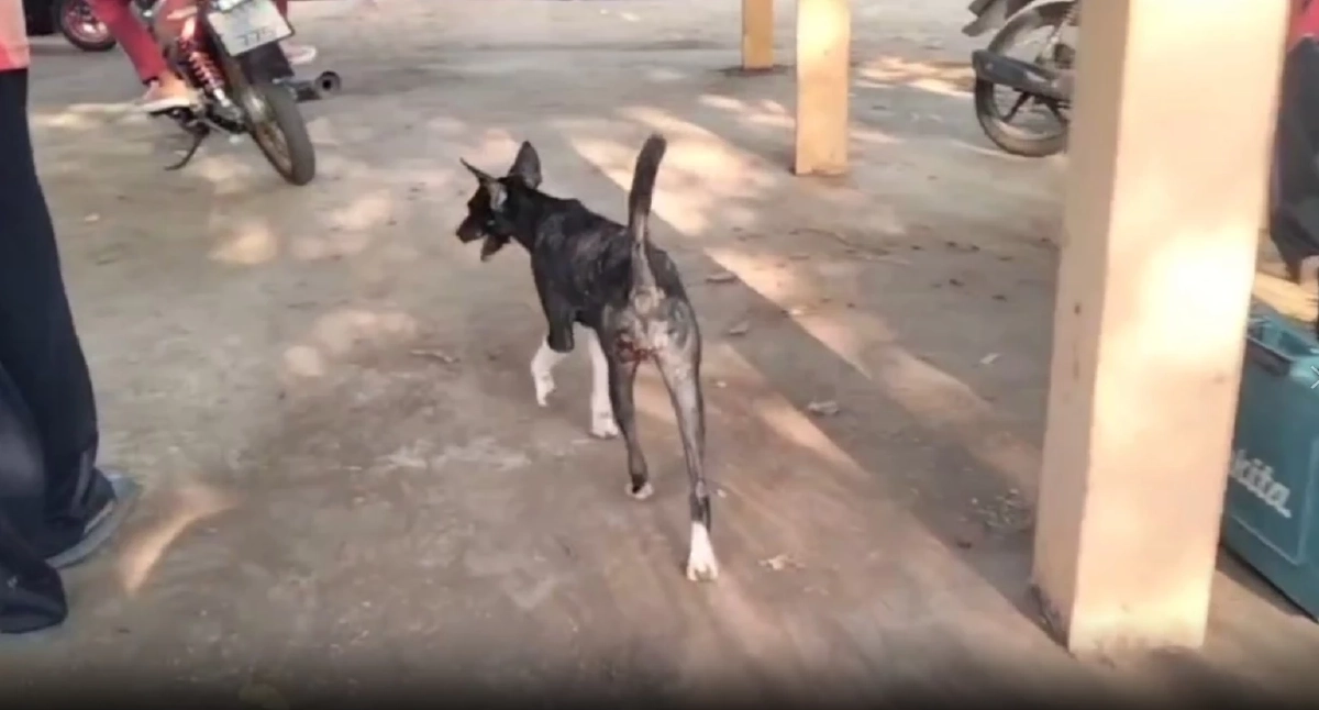 นาทีชีวิต! กู้ภัยเจาะท่อช่วยยายวัย 81 มุดช่วยสุนัข จนติดท่อเป็นลม