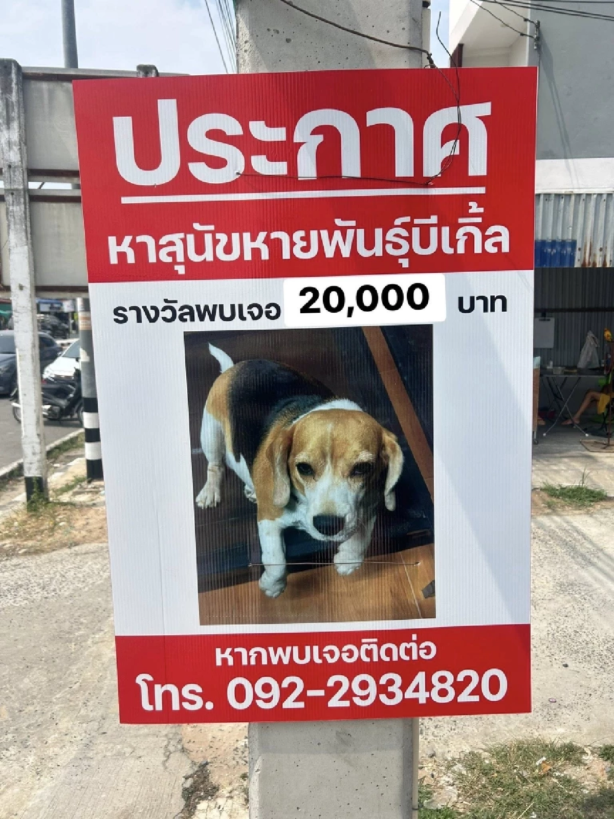 ใครพบเห็นให้ 2 หมื่น "ราษีไศล ยูไนเต็ด" ประกาศตามหาสุนัขหาย