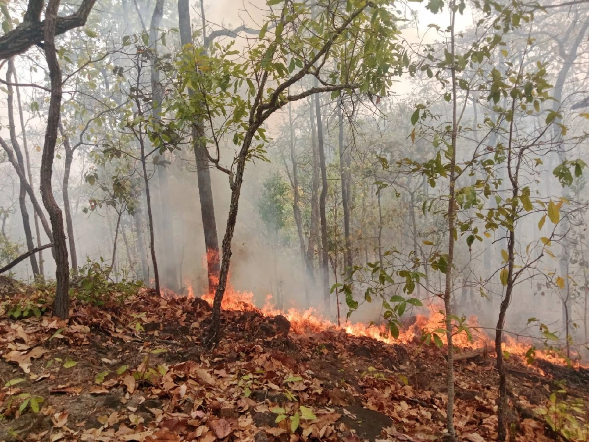 ชัดเจน! ฝีมือมนุษย์วางเพลิงเผาป่า พบคบเพลิงประดิษฐ์กลางป่าจอมทอง