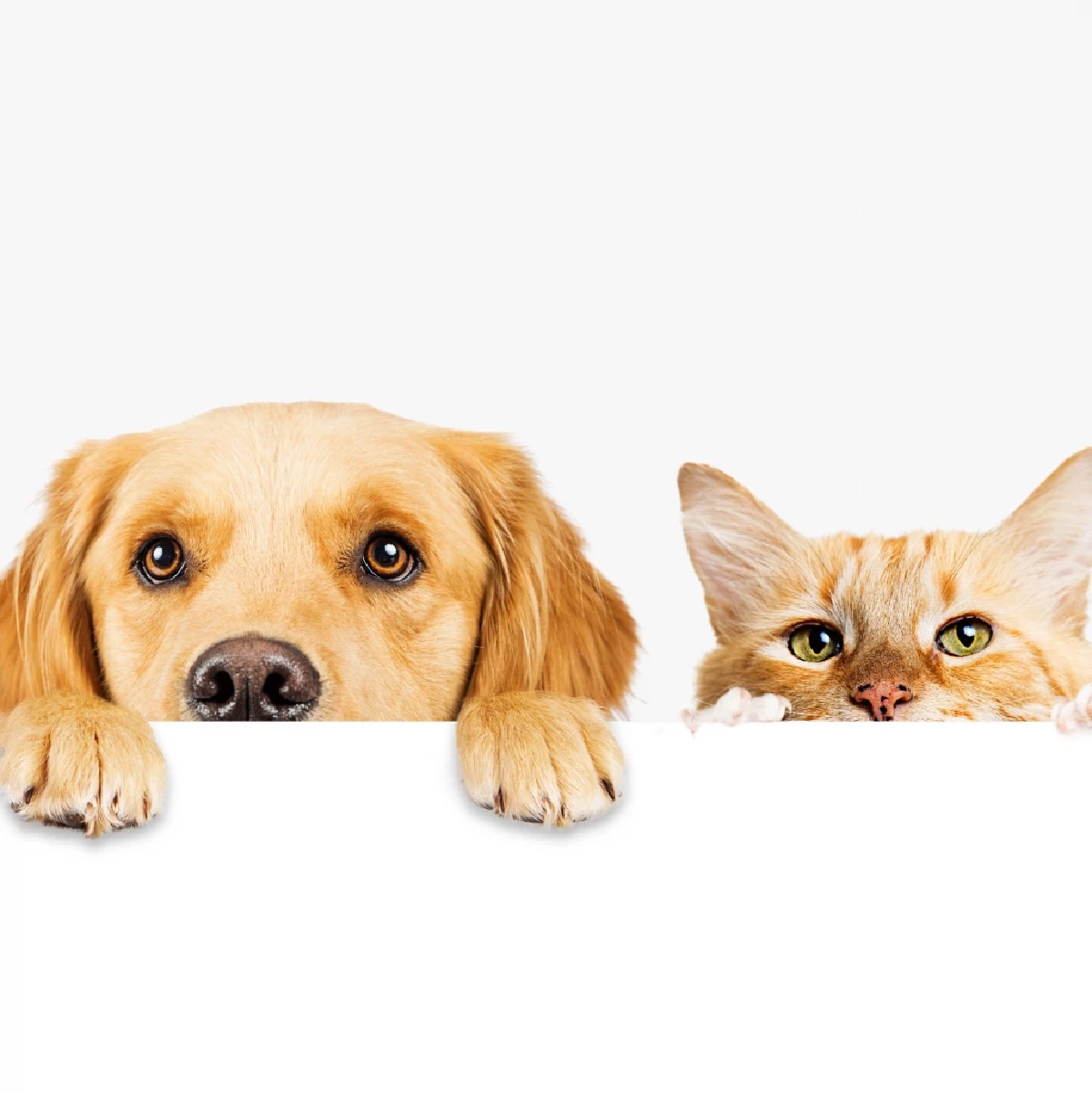 สหรัฐฯ สั่งสอบนักบิน ดัดนิสัยขี้เล่นส่งเสียง "เมี๊ยว-โฮ่ง"  ป่วนหอบังคับการบิน