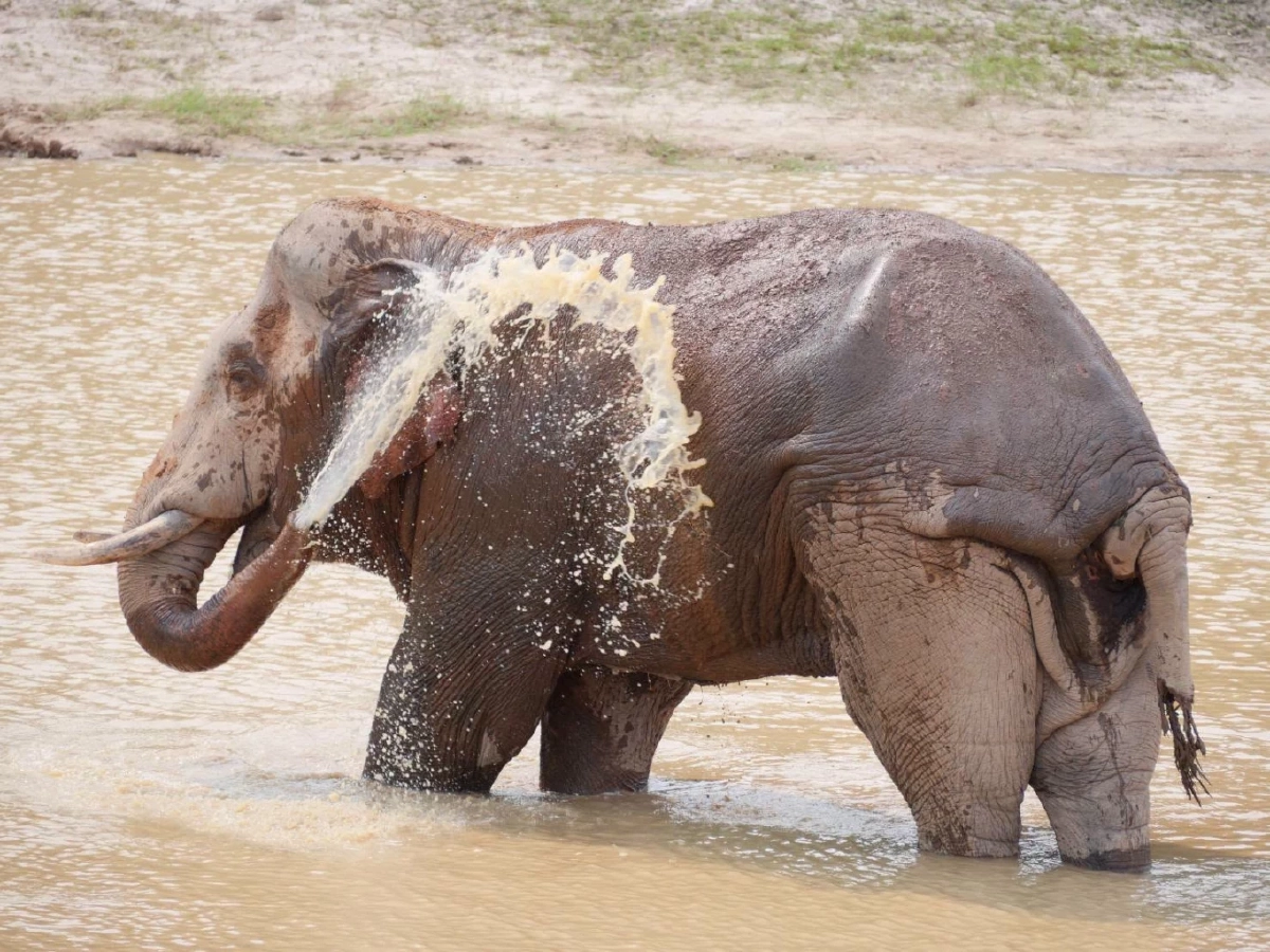 ทีมสัตวแพทย์รุดช่วย "พลายจ่าย่น" ช้างป่าเขาใหญ่ มีแผลเหวอะ หาง-หูขาด