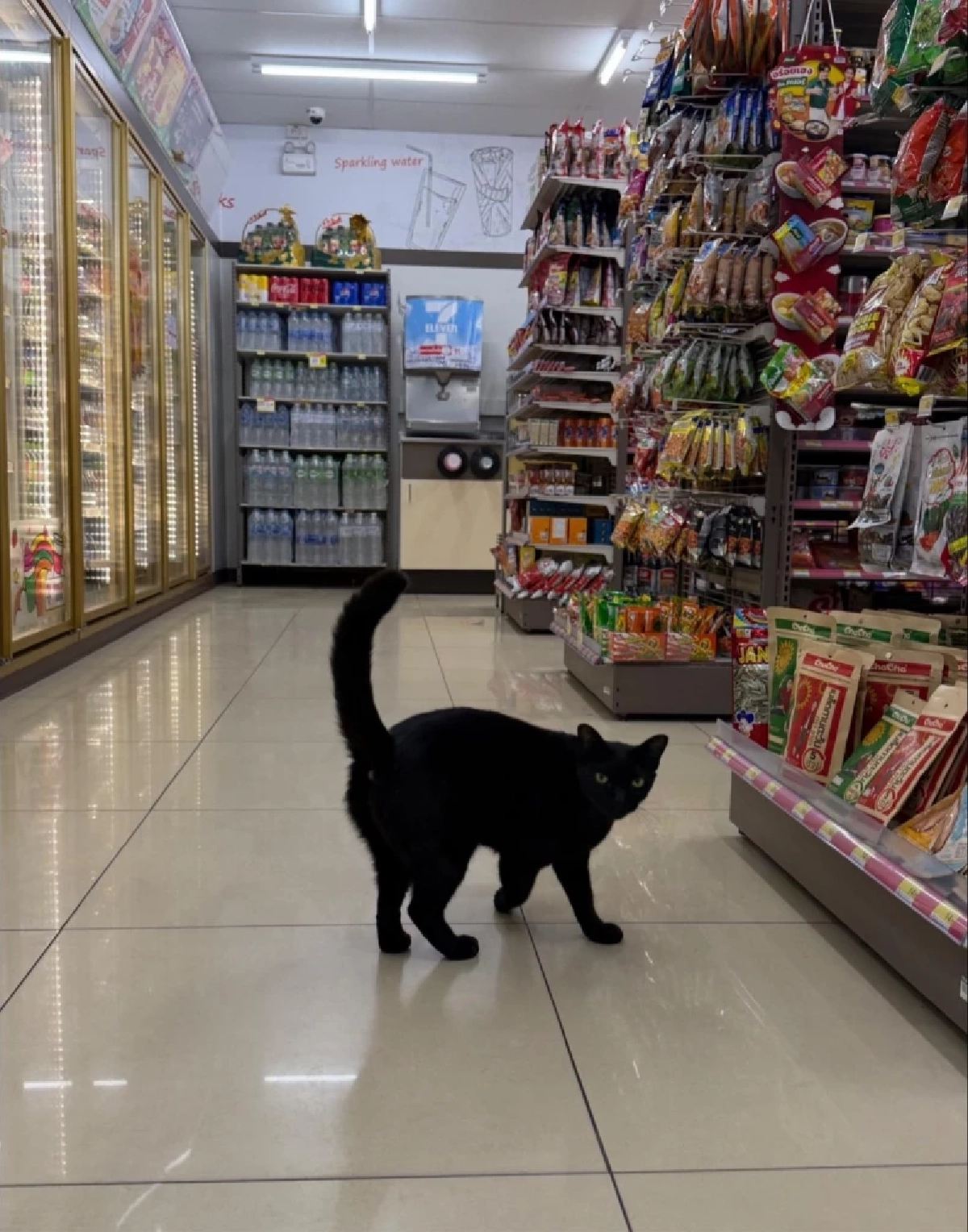 อดีตเคยจร! "หอยเม่น" แมวดำหน้าร้านสะดวกซื้อ เลื่อนขั้นสู่ แคชเชียร์ เต็มตัว