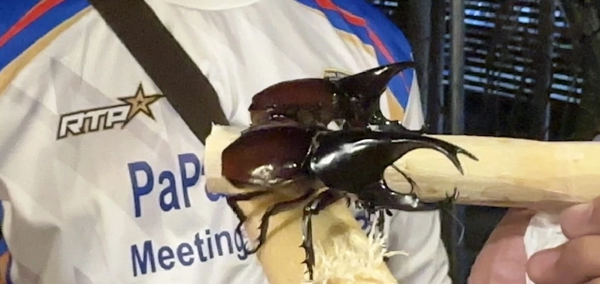 ทำความรู้จัก! กีฬาพื้นบ้านแข่งชน "ด้วงกว่าง" ราคาพุ่งหลักหมื่น