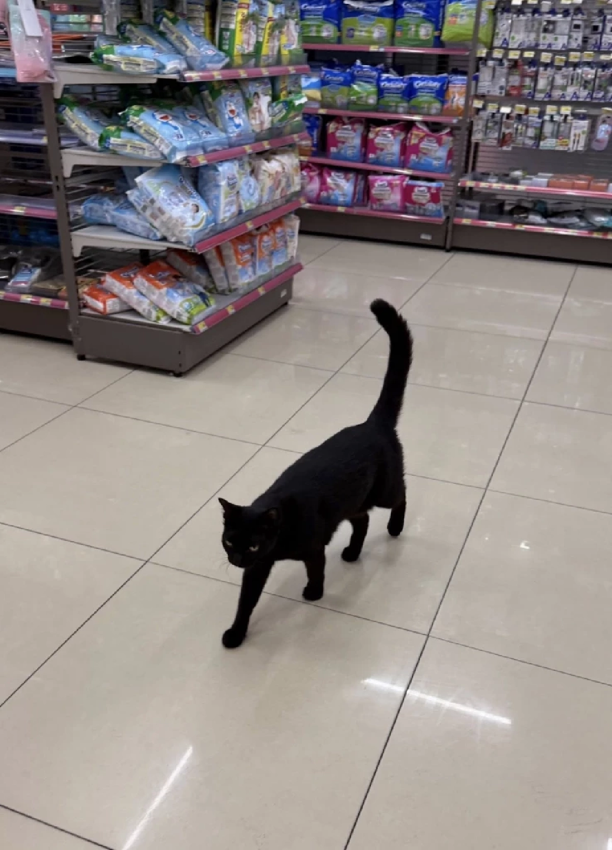 อดีตเคยจร! "หอยเม่น" แมวดำหน้าร้านสะดวกซื้อ เลื่อนขั้นสู่ แคชเชียร์ เต็มตัว