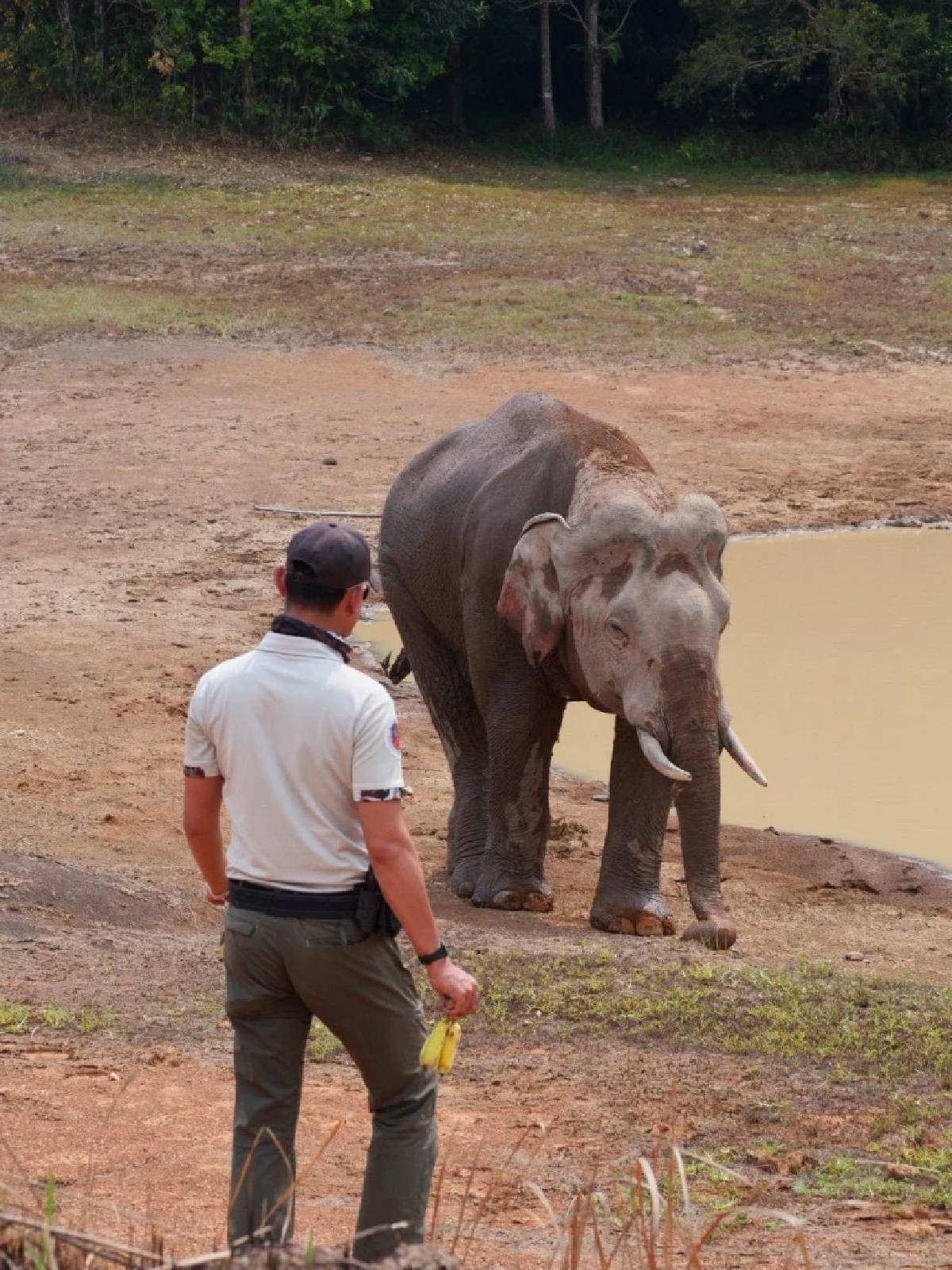 ทีมสัตวแพทย์รุดช่วย "พลายจ่าย่น" ช้างป่าเขาใหญ่ มีแผลเหวอะ หาง-หูขาด