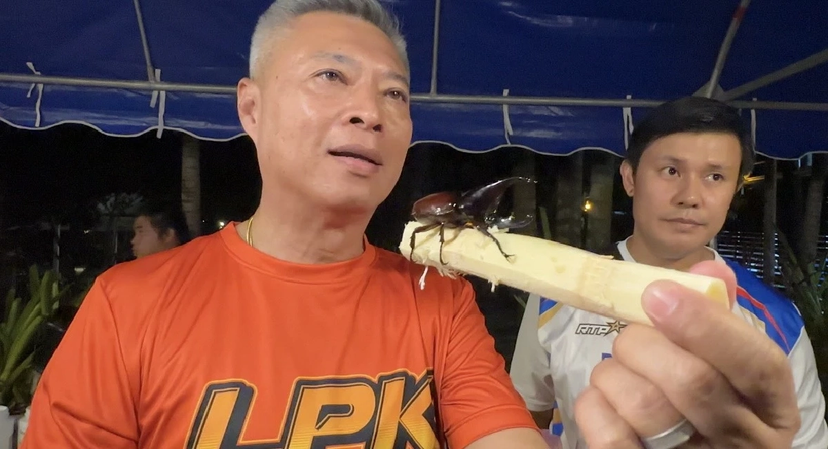 ทำความรู้จัก! กีฬาพื้นบ้านแข่งชน "ด้วงกว่าง" ราคาพุ่งหลักหมื่น