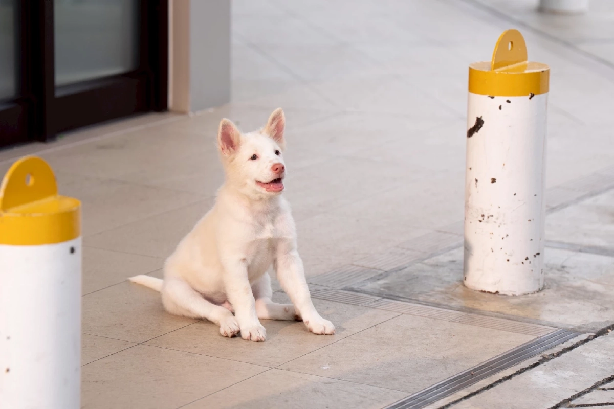 เรื่องย่อ โกฮัง..หัวใจโกโฮม ฉายแล้ววันนี้ (2 เม.ย. 69) ในโรงภาพยนตร์