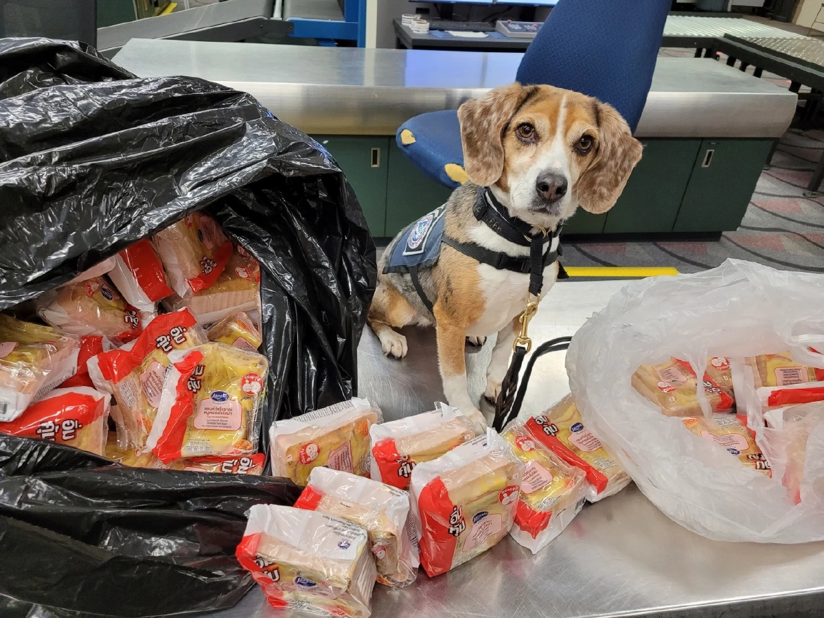 บีเกิล K9 สหรัฐฯ โชว์ผลงานยึดแซนด์วิชโบราณหมูหยองไก่หยองจากไทย