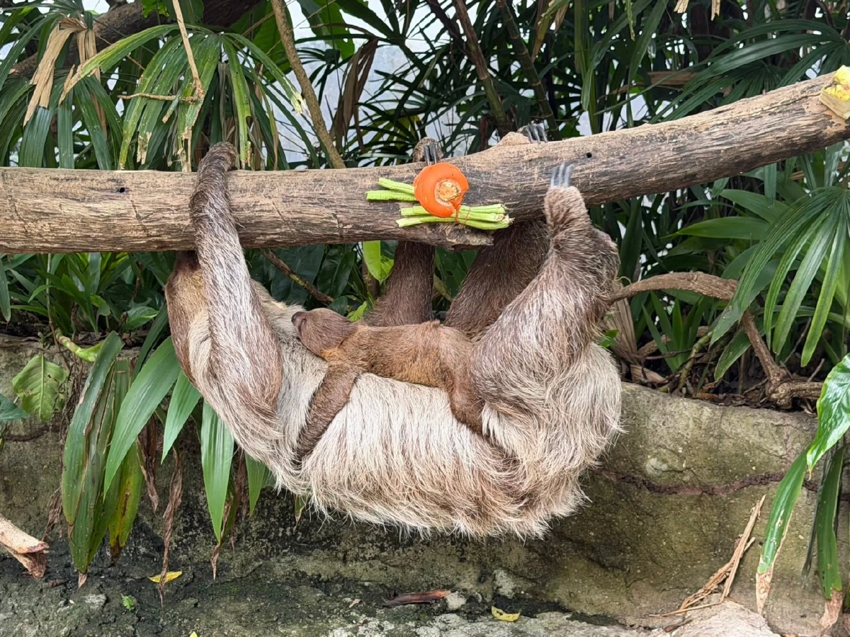 งานนี้มีรางวัล! สวนสัตว์เปิดเขาเขียว ชวนโหวตชื่อ “ลูกสล็อต”