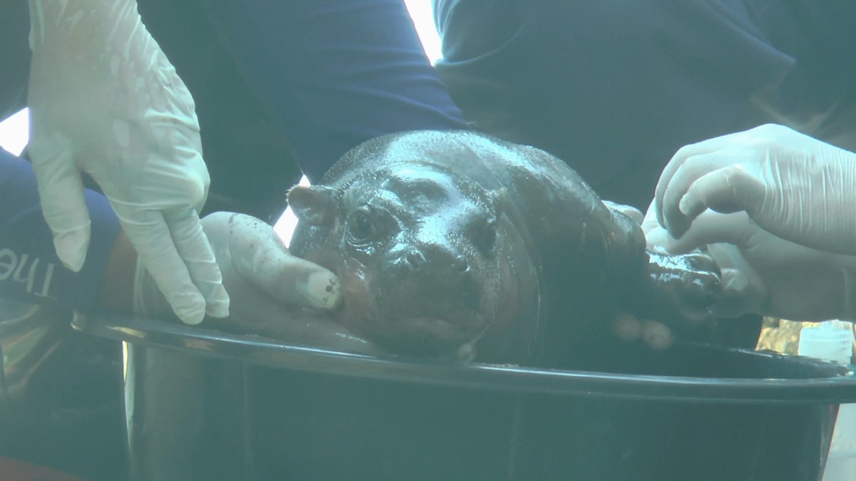 น้าเด้งว่าไง? "หลานสาวหมูเด้ง" แจ้งเกิดแล้ว สุขภาพปึ๋งปั๋ง น้ำหนักพุ่ง 8 กก.