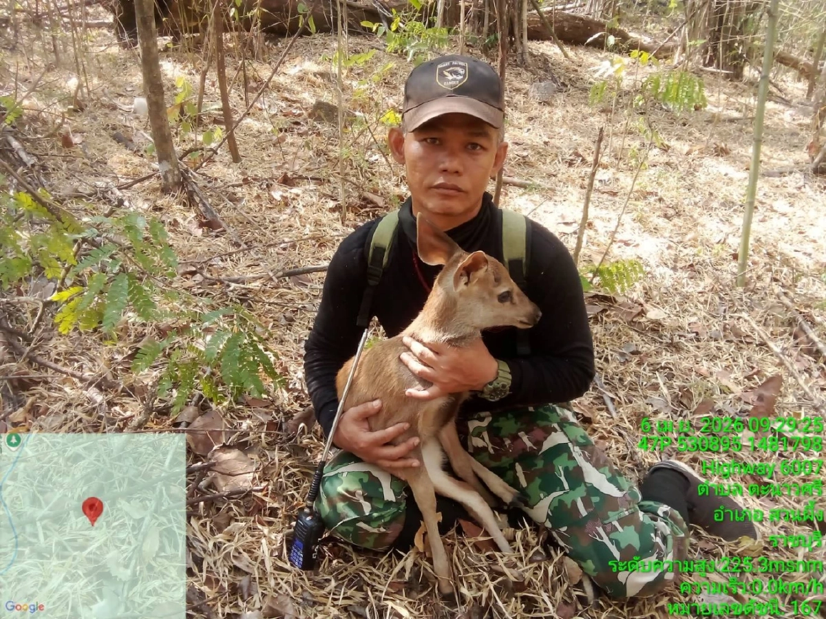 เจ้าหน้าที่ ขสป.แม่น้ำภาชี ช่วยลูกกวาง วัย 2 สัปดาห์ รอดชีวิตจากไฟป่า