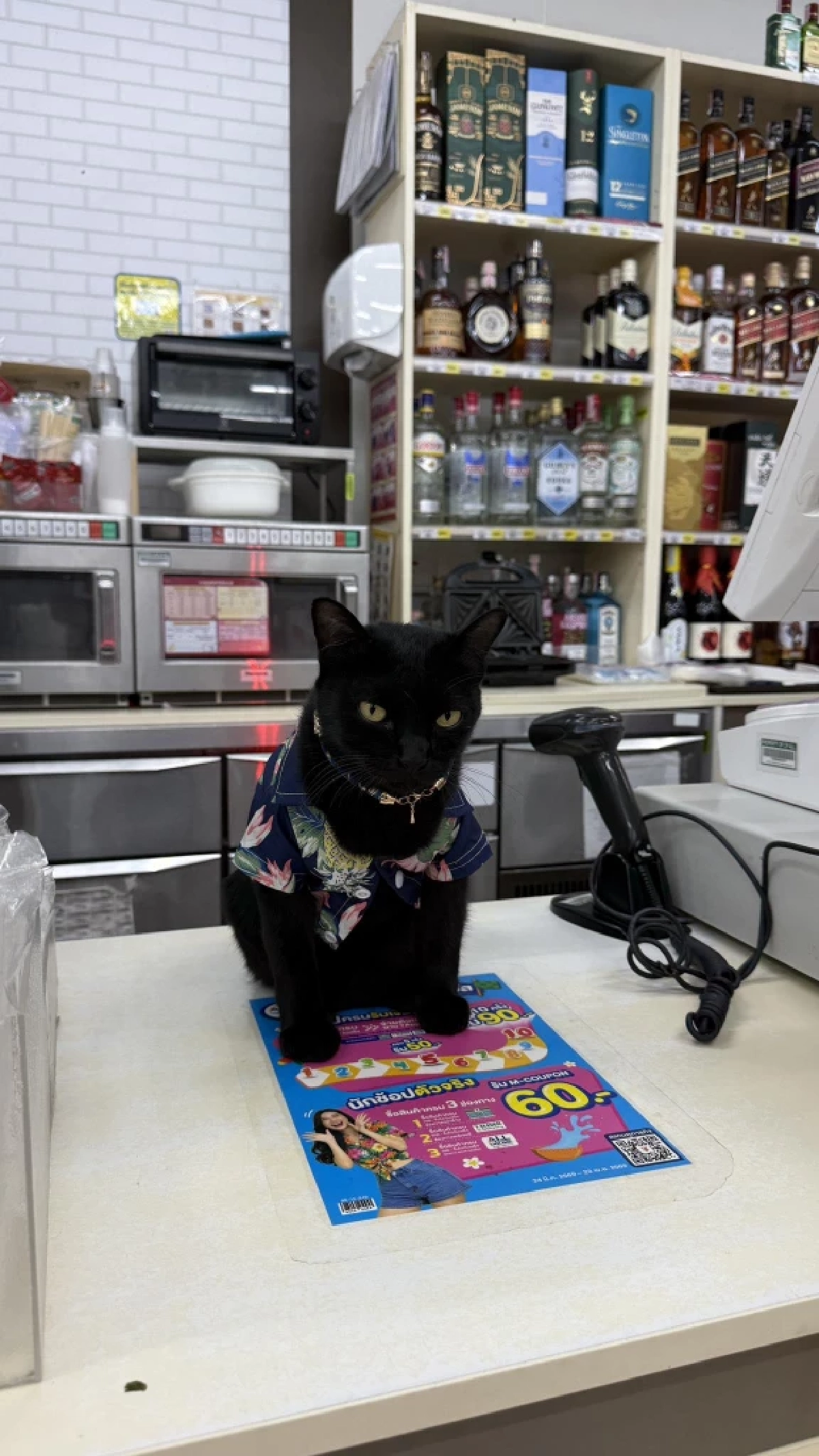 อดีตเคยจร! "หอยเม่น" แมวดำหน้าร้านสะดวกซื้อ เลื่อนขั้นสู่ แคชเชียร์ เต็มตัว