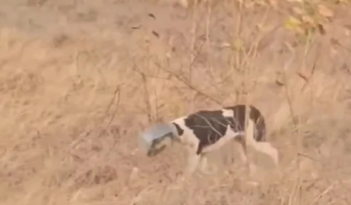 ช่วยสำเร็จ หมาจร หัวติดโหลพลาสติก ไม่ได้กินข้าว-น้ำ นาน 5 วัน