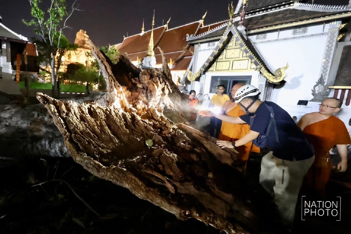 เจ้าอาวาสวัดเจดีย์หลวงฯ ยันกิ่งยางนาหักไม่ใช่ลางร้าย