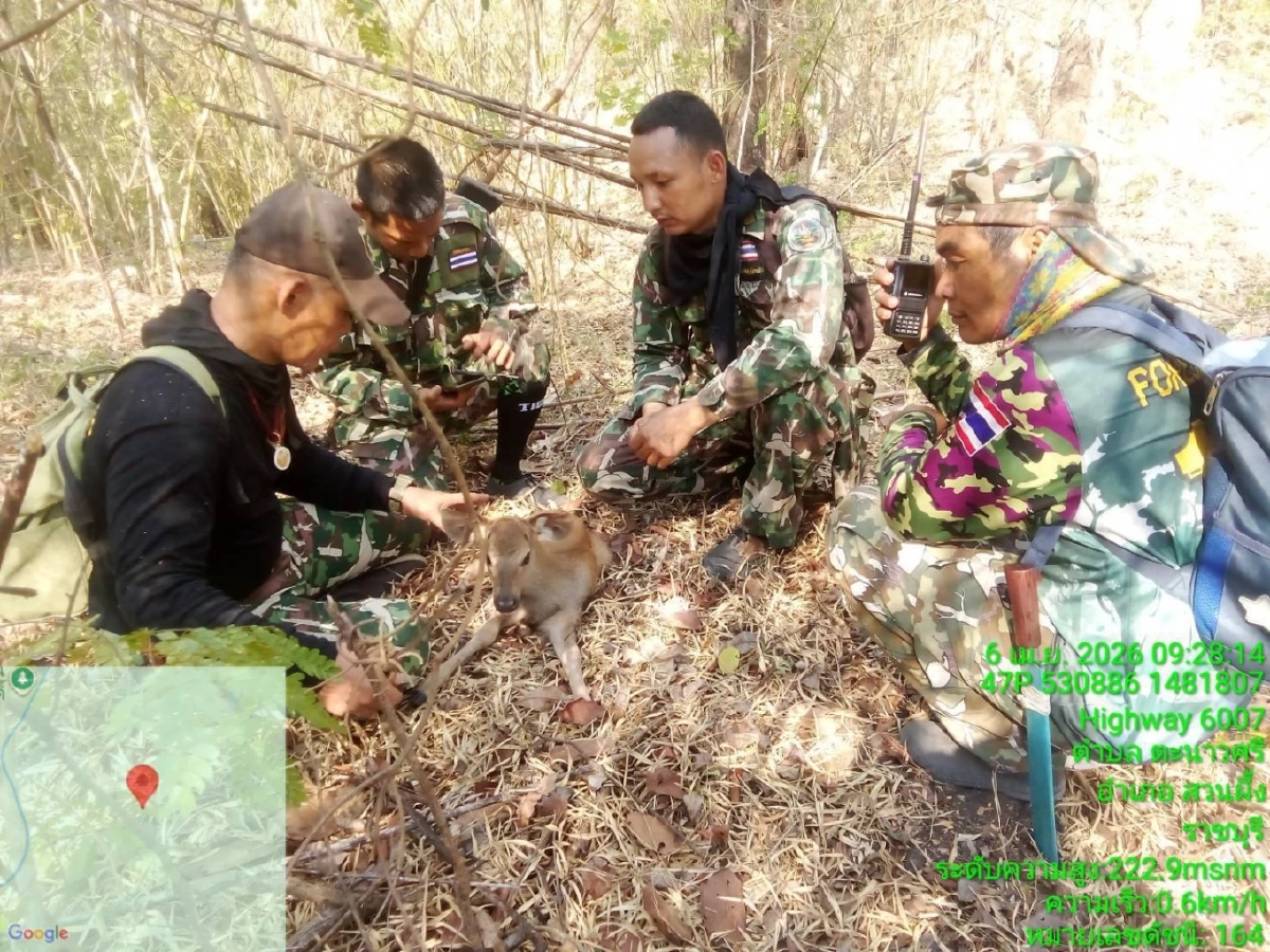 เจ้าหน้าที่ ขสป.แม่น้ำภาชี ช่วยลูกกวาง วัย 2 สัปดาห์ รอดชีวิตจากไฟป่า