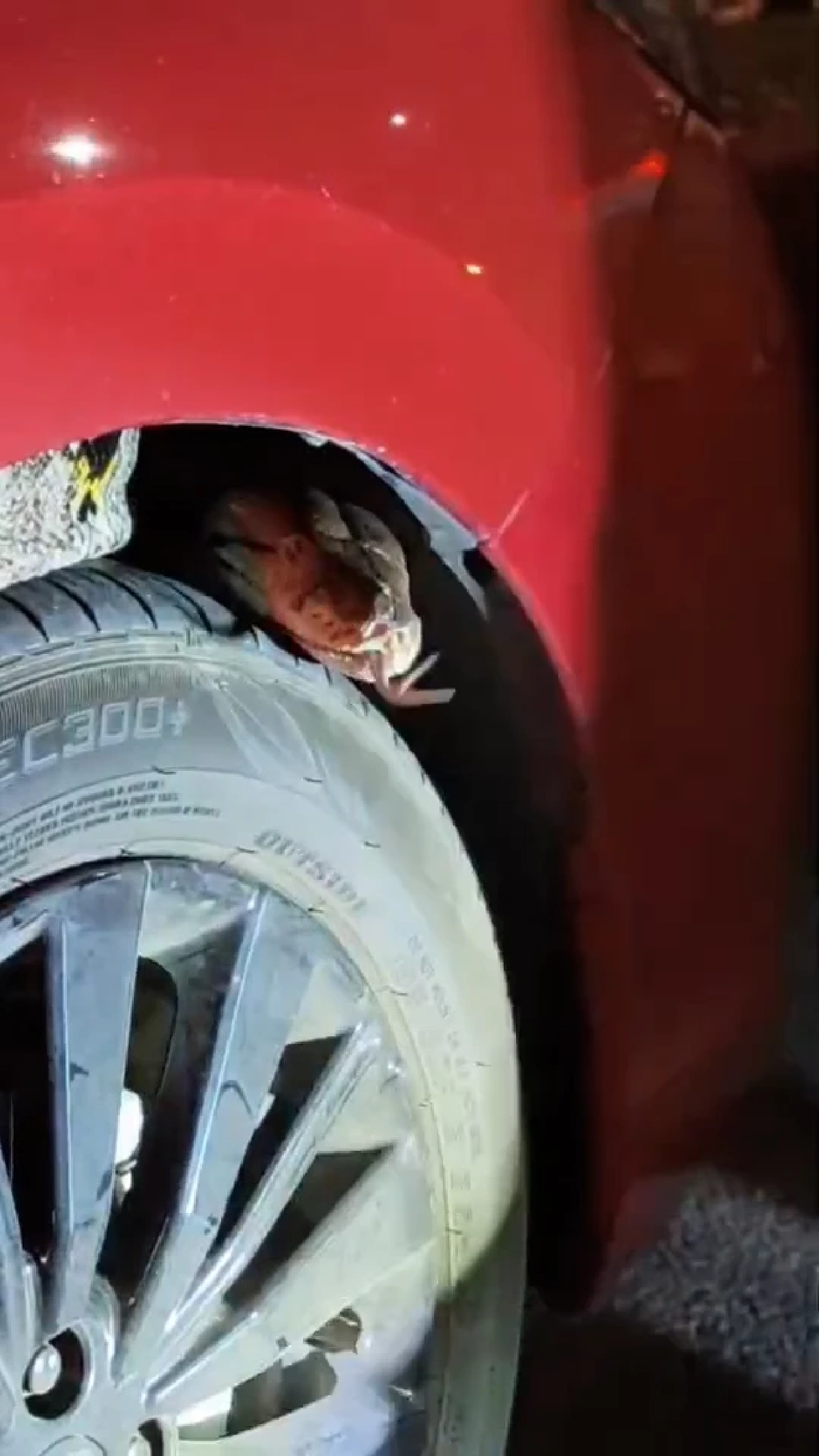 เลขเด็ด เลขทะเบียนรถ "งูเหลือมยักษ์" เข้าใต้ท้องรถ สาวตกใจ! จนเข่าอ่อน